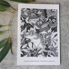 Australian Animal Greeting Cards