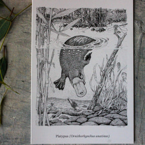 Australian Animal Greeting Cards