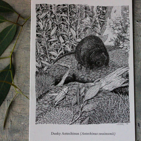 Australian Animal Greeting Cards