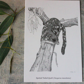 Australian Animal Greeting Cards - Tribe Castlemaine