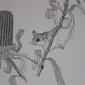 Australian Animal Greeting Cards - Tribe Castlemaine