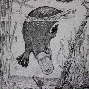 Australian Animal Greeting Cards - Tribe Castlemaine