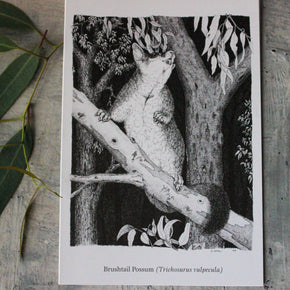 Australian Animal Greeting Cards - Tribe Castlemaine