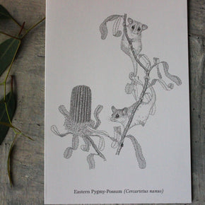 Australian Animal Greeting Cards - Tribe Castlemaine