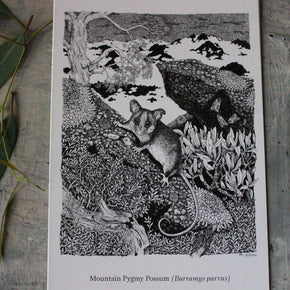 Australian Animal Greeting Cards - Tribe Castlemaine