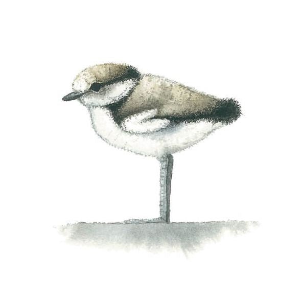Matteo Grilli Card 'Little Ringed Plover's Chick' - Tribe Castlemaine
