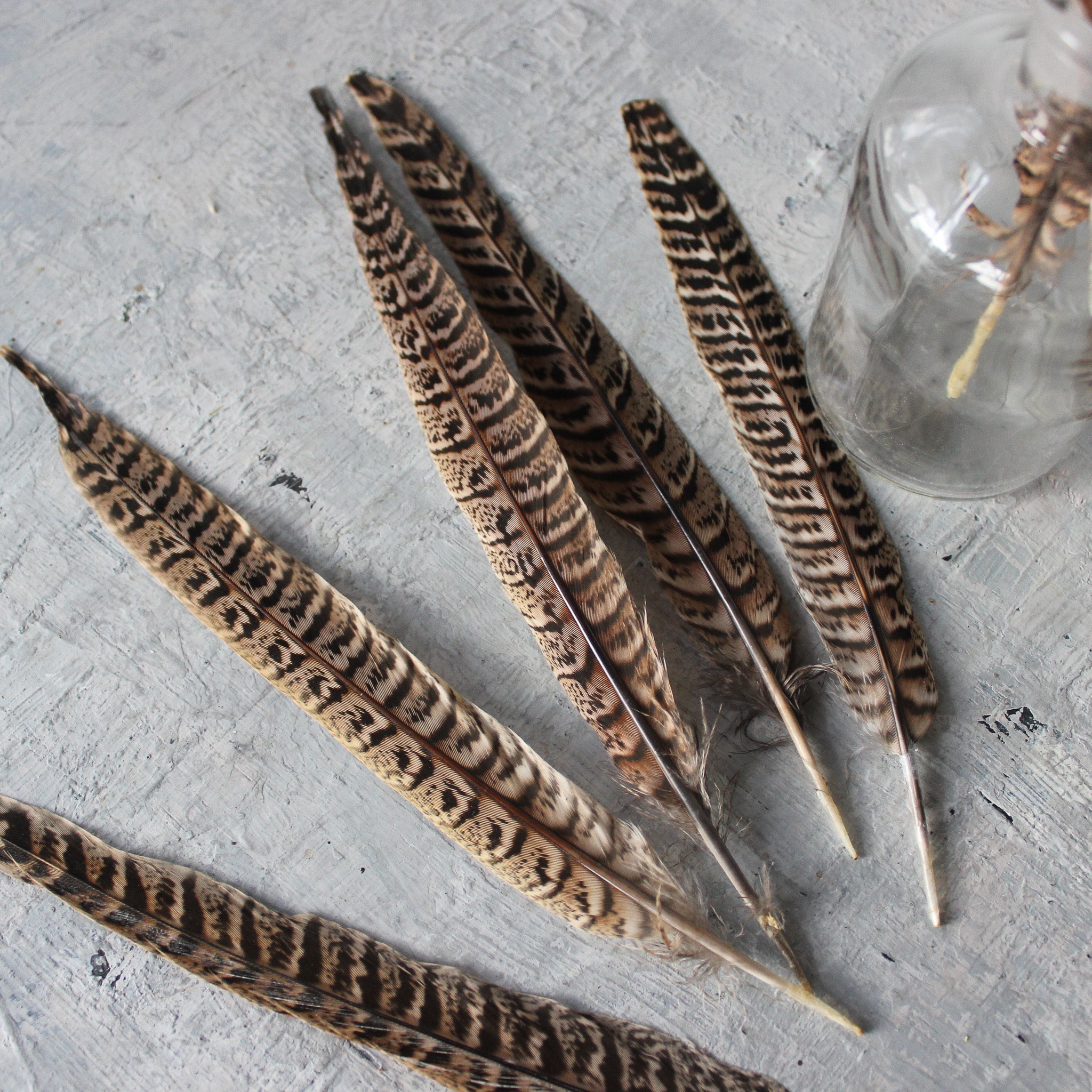 Pheasant Feathers Ethically Sourced - Tribe Castlemaine