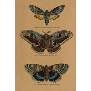 Vintage Natural History Cards - Tribe Castlemaine