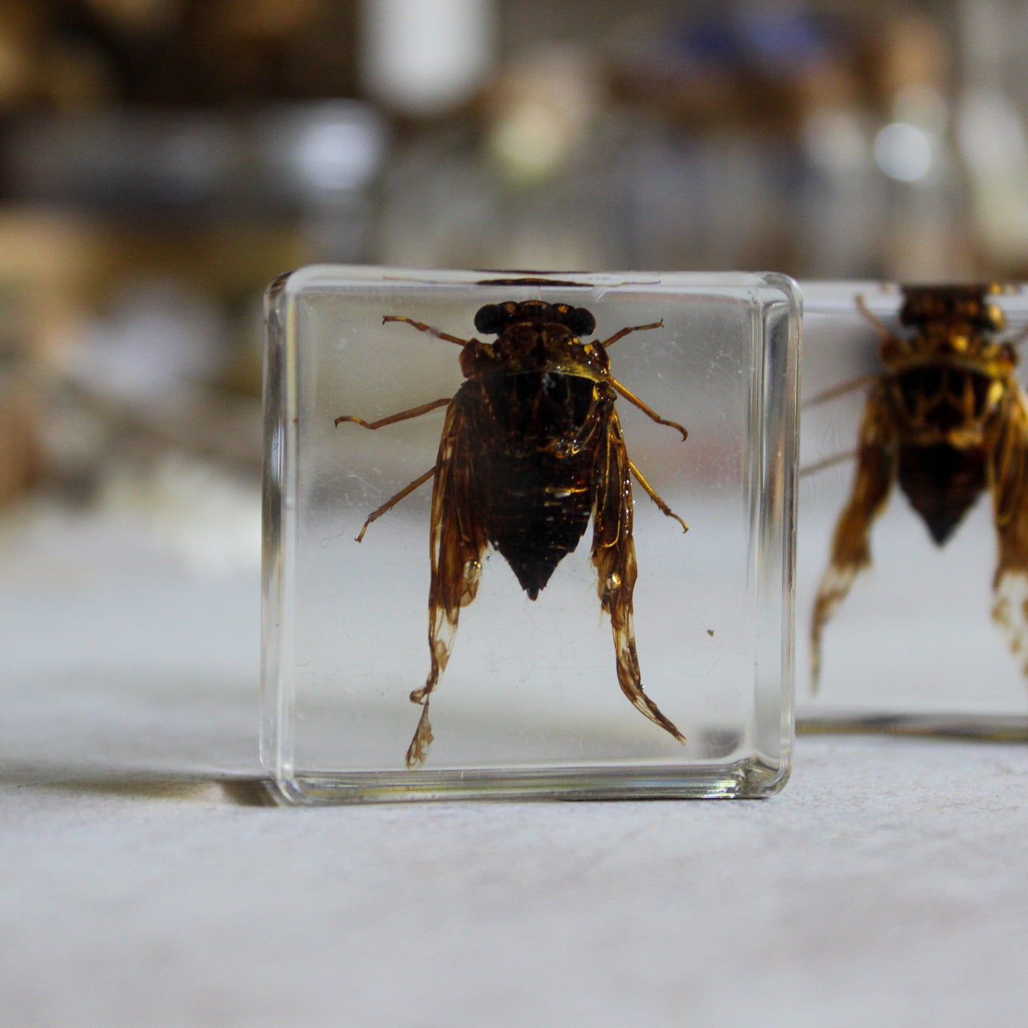 Insect Resin Specimen Blocks – Tribe Castlemaine