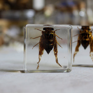 Beetle Resin Specimen Blocks