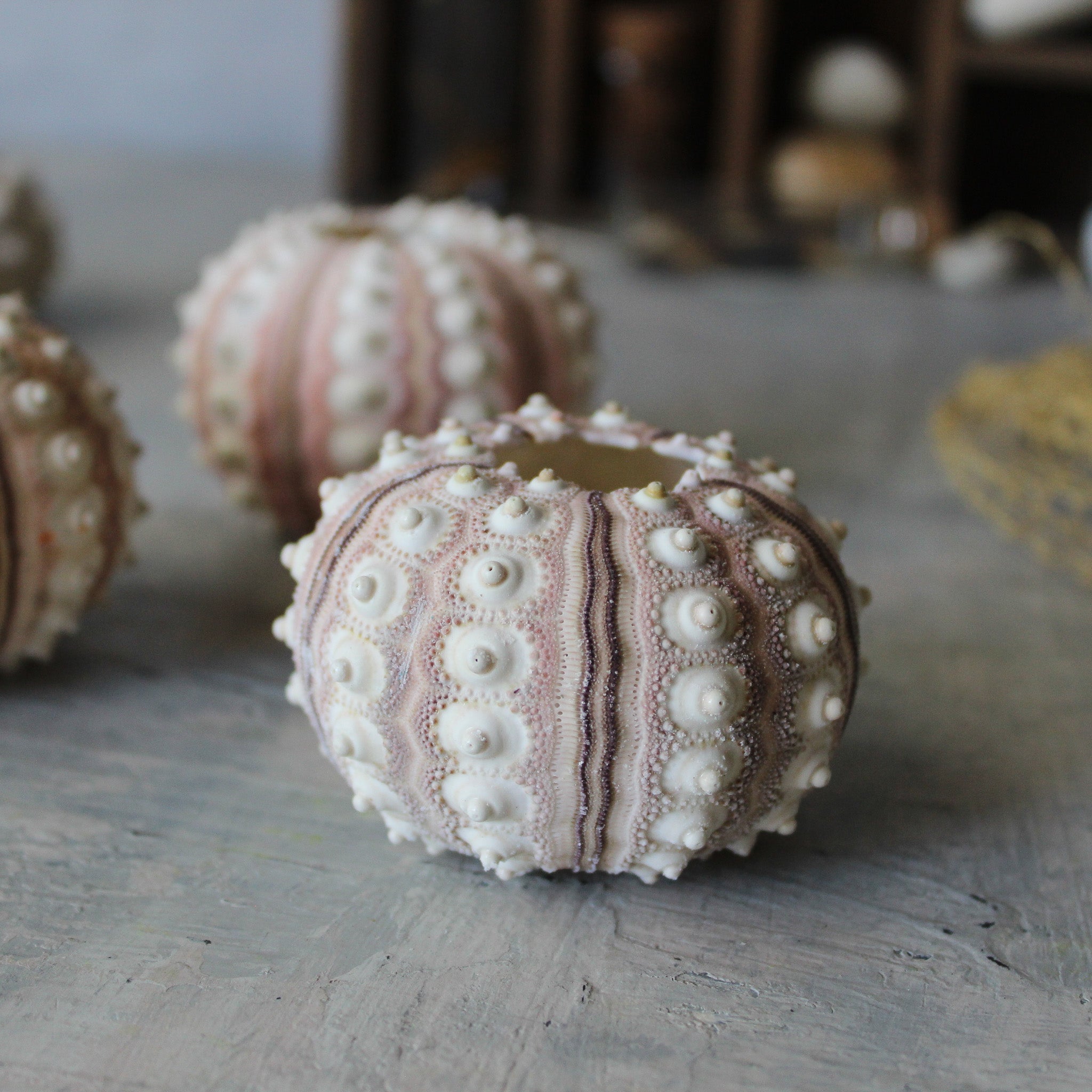 Marine Treasures - sea urchins & star fish