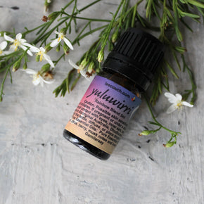Dhuwi Bush Medicine - Yuluwirri Essential Oil