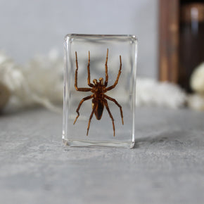 Insect Resin Specimen Blocks