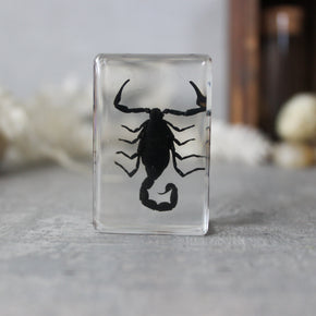 Insect Resin Specimen Blocks
