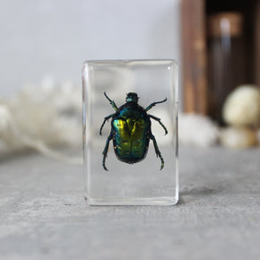 Insect Resin Specimen Blocks