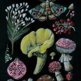 Anna Pignataro Card 'Natives, Moths & Mushrooms' - Tribe Castlemaine