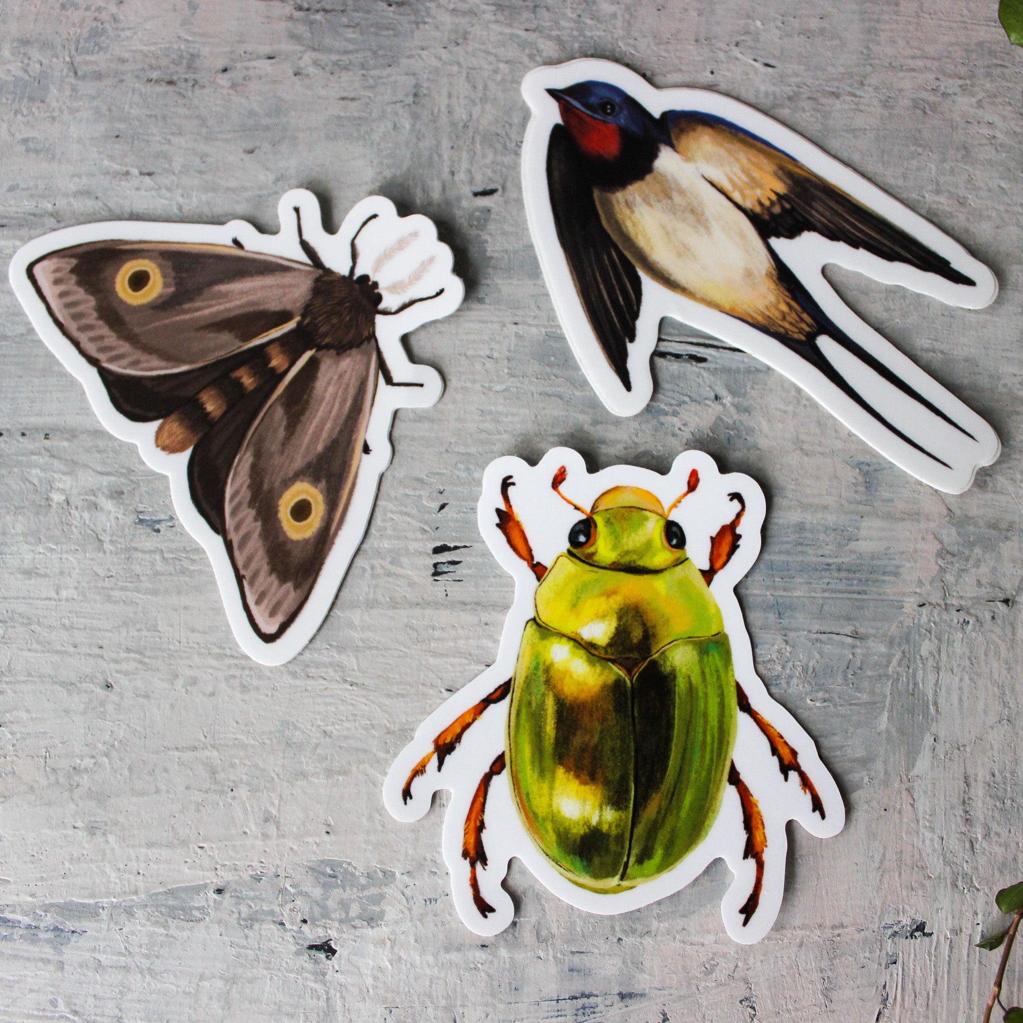 Anna Seed Vinyl Stickers - Tribe Castlemaine