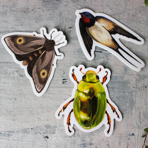 Anna Seed Vinyl Stickers - Tribe Castlemaine