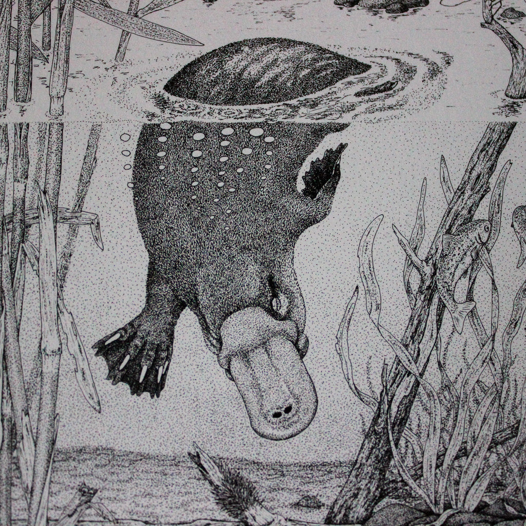 Australian Animal Greeting Cards - Tribe Castlemaine