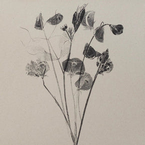 Botanical Art Prints by Alicia Breakspear - Tribe Castlemaine