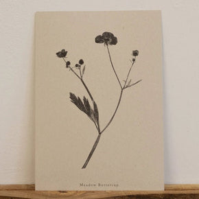 Botanical Art Prints by Alicia Breakspear - Tribe Castlemaine