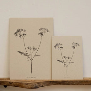 Botanical Art Prints by Alicia Breakspear - Tribe Castlemaine