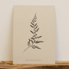 Botanical Art Prints by Alicia Breakspear - Tribe Castlemaine
