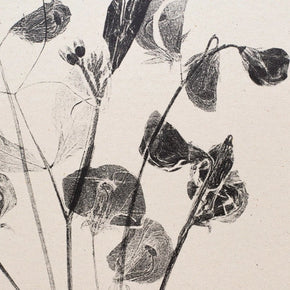 Botanical Art Prints by Alicia Breakspear - Tribe Castlemaine