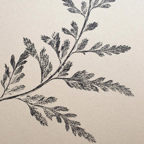 Botanical Art Prints by Alicia Breakspear - Tribe Castlemaine