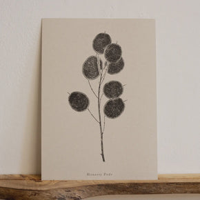 Botanical Art Prints by Alicia Breakspear - Tribe Castlemaine