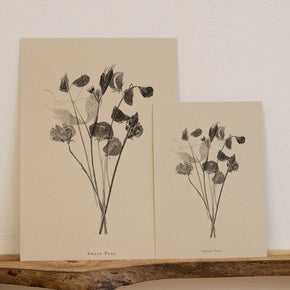Botanical Art Prints by Alicia Breakspear - Tribe Castlemaine