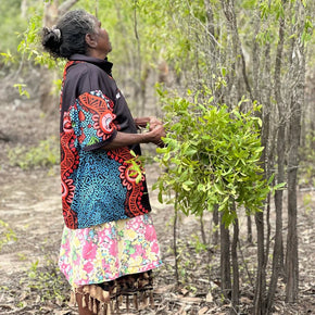 Calm Balm Bush Medijina - Tribe Castlemaine