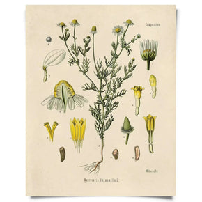 Vintage Natural History Prints