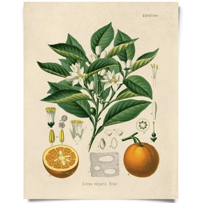 Vintage Natural History Prints