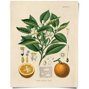 Vintage Natural History Prints