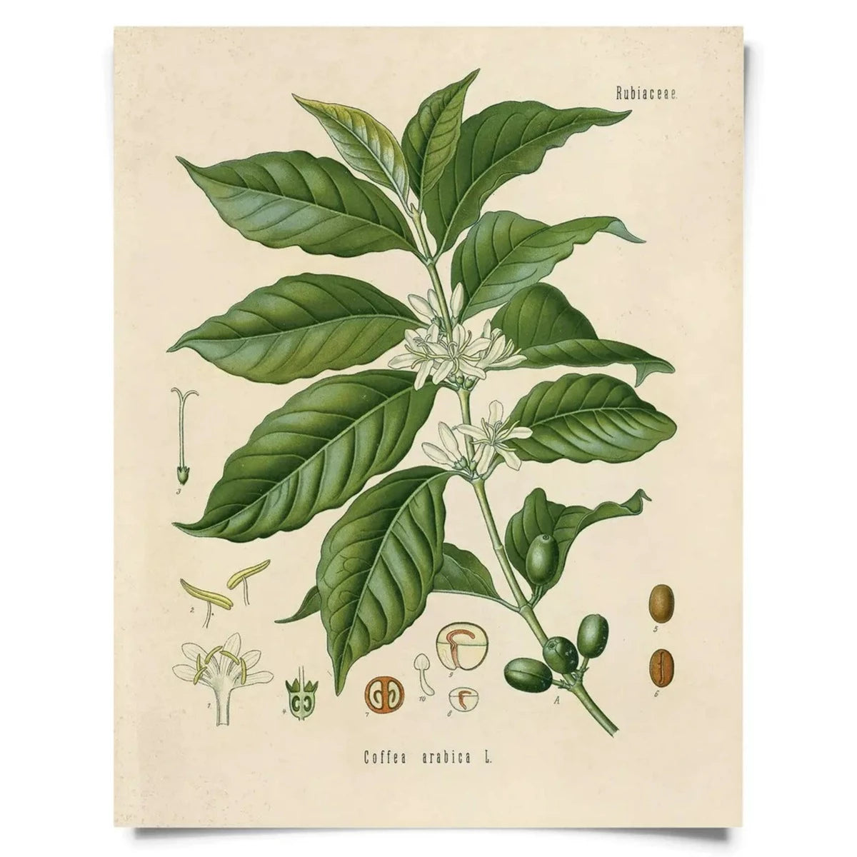 Vintage Natural History Prints