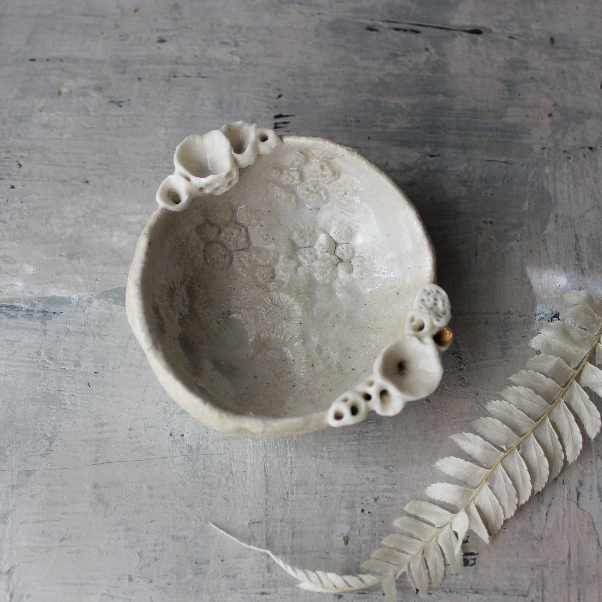 Coral Dish - Tribe Castlemaine
