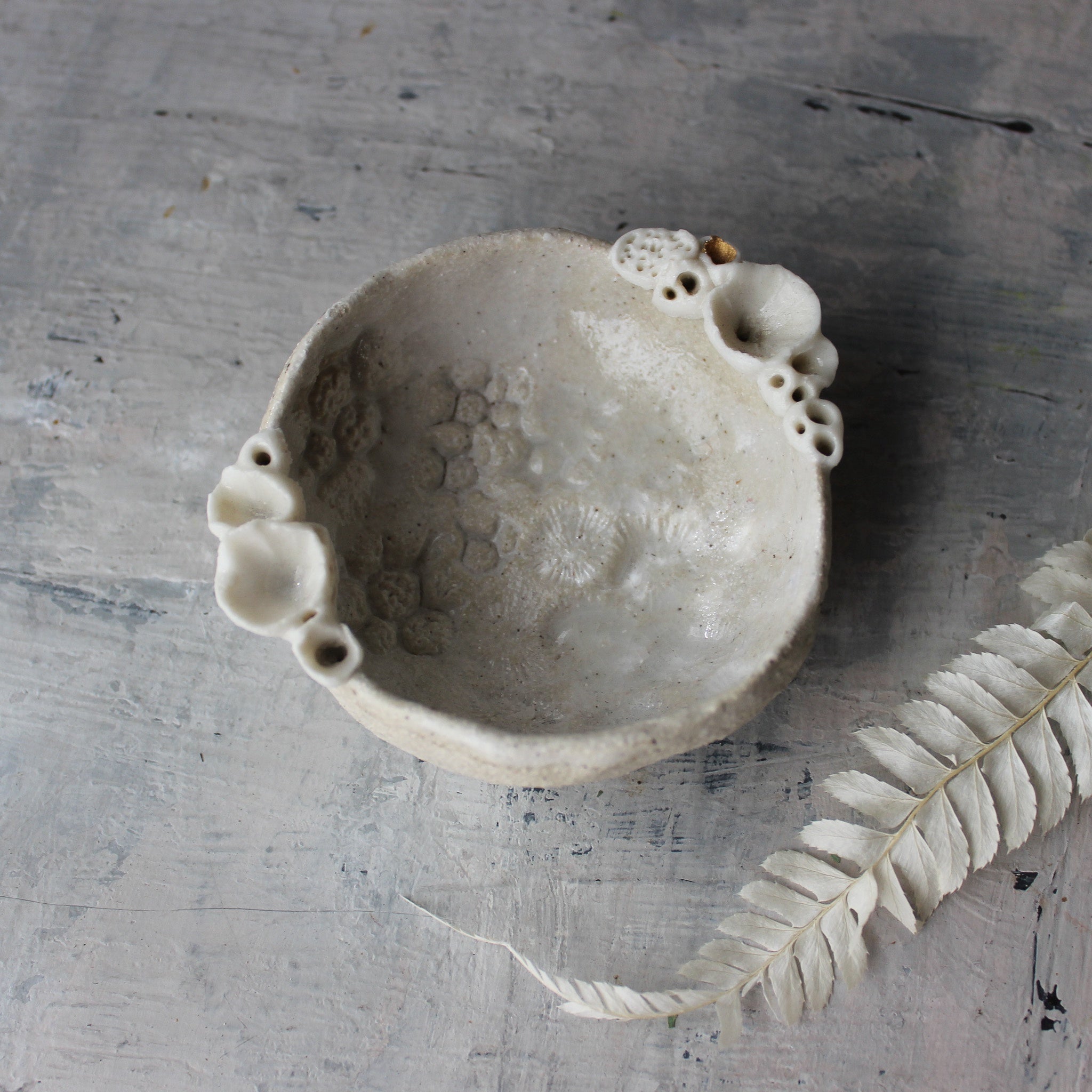Coral Dish - Tribe Castlemaine