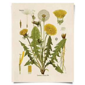 Vintage Natural History Prints