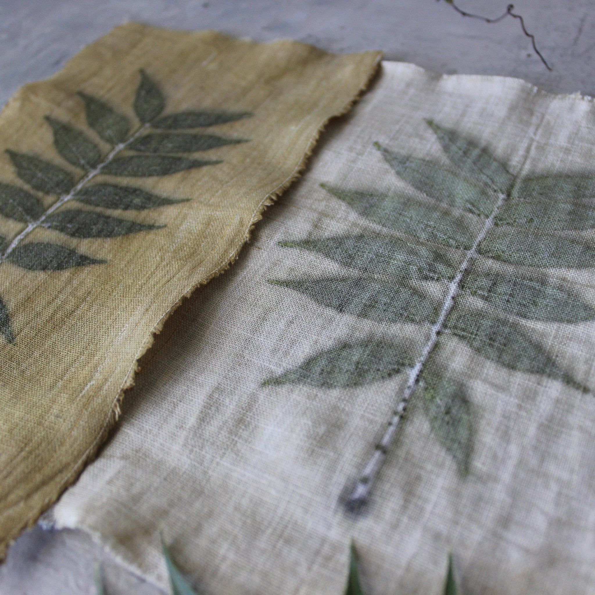 Eco Print Specimen Panels : Chinese Pistachio - Tribe Castlemaine