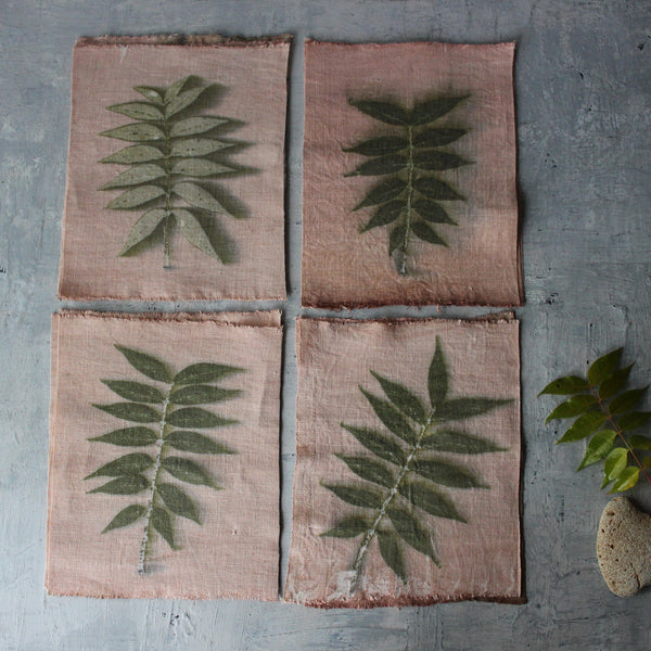 Eco Print Specimen Panels : Chinese Pistachio - Tribe Castlemaine