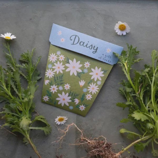 Gift of Seeds : Daisy - Tribe Castlemaine