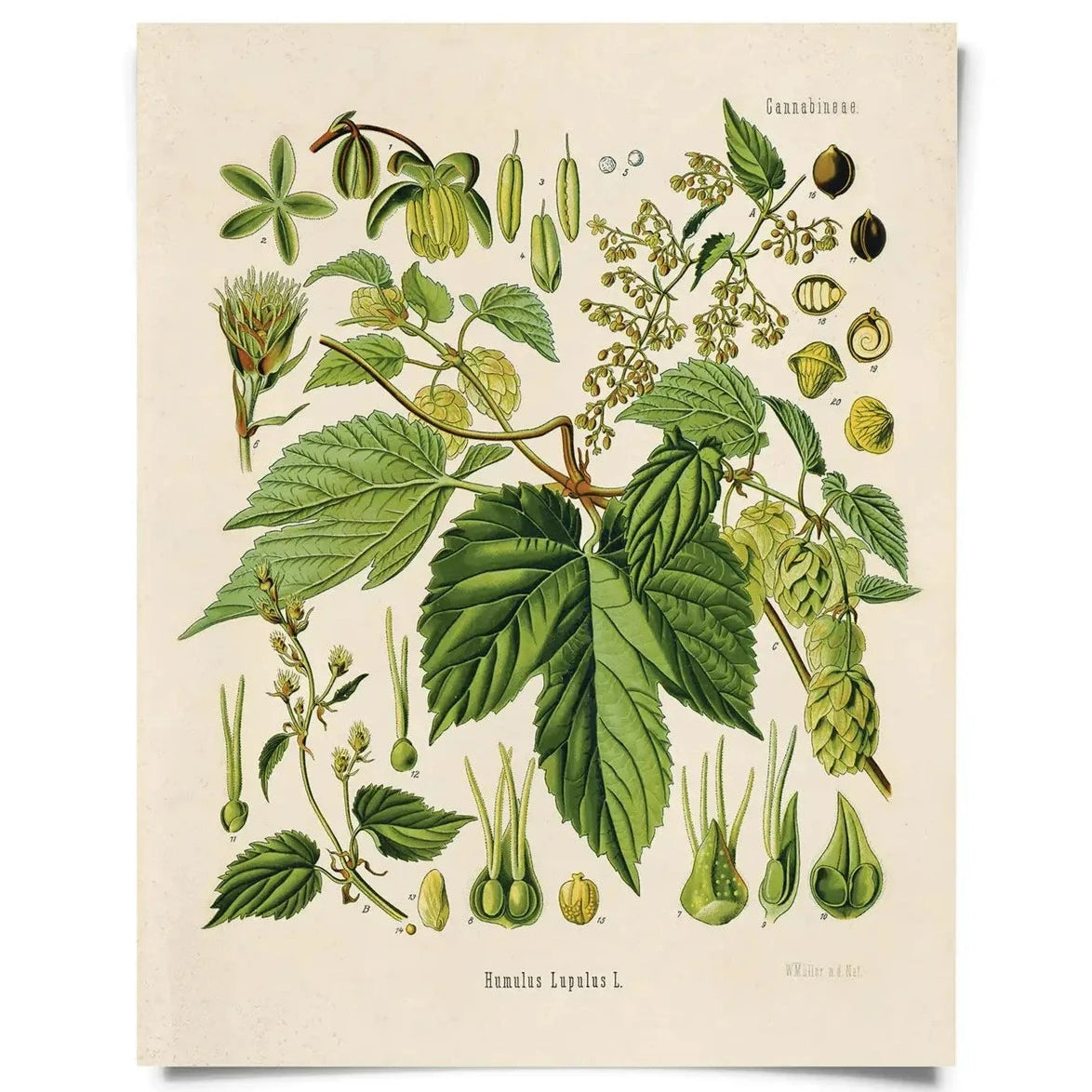 Vintage Natural History Prints