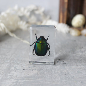 Insect Resin Specimen Blocks - Tribe Castlemaine