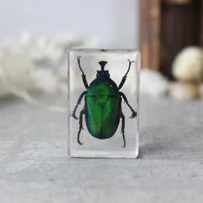 Insect Resin Specimen Blocks - Tribe Castlemaine