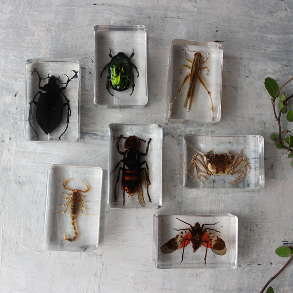 Insect Resin Specimen Blocks – Tribe Castlemaine
