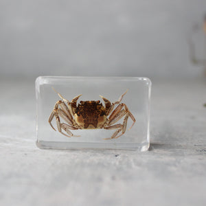 Insect Resin Specimen Blocks - Tribe Castlemaine