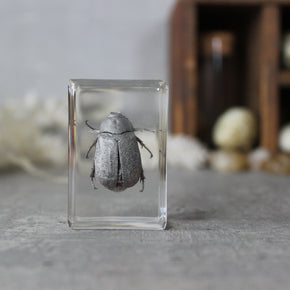Insect Resin Specimen Blocks - Tribe Castlemaine