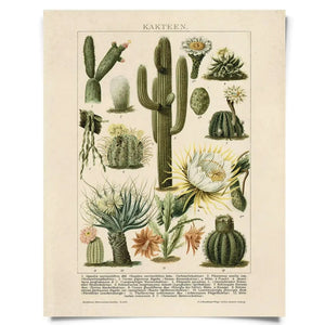 Vintage Natural History Prints