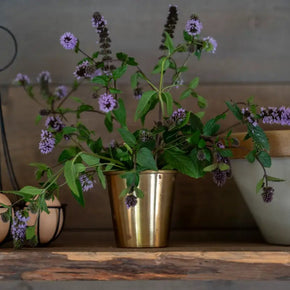 Little Brass Plates, Cup & Bowl - Tribe Castlemaine